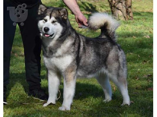 Κουτάβια malamute της Αλάσκας